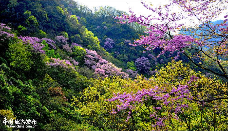 Spring scenery of Tangjiahe National Nature Reserve