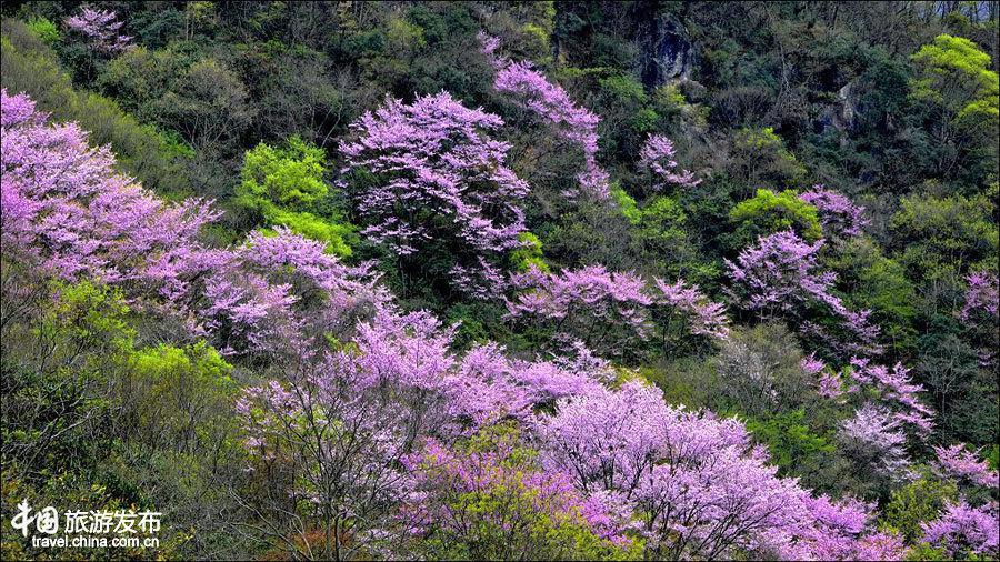 Spring scenery of Tangjiahe National Nature Reserve