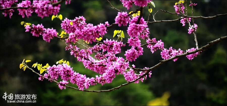 Spring scenery of Tangjiahe National Nature Reserve