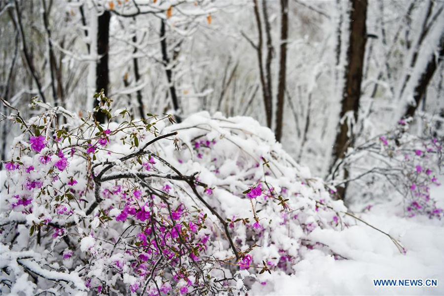 Snow scenery of forestry park in N China's Inner Mongolia