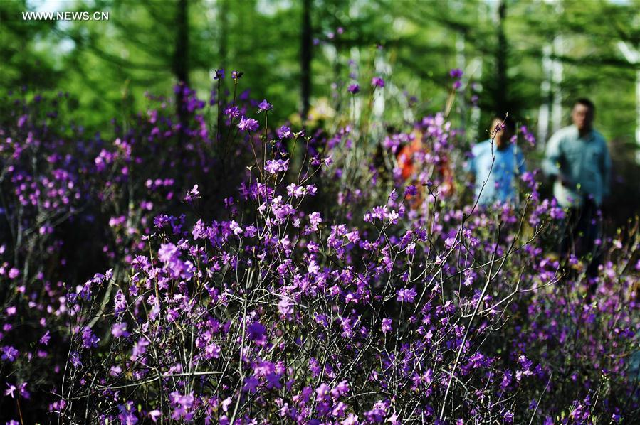 Tourists view azalea at volcanic geological park in NE China