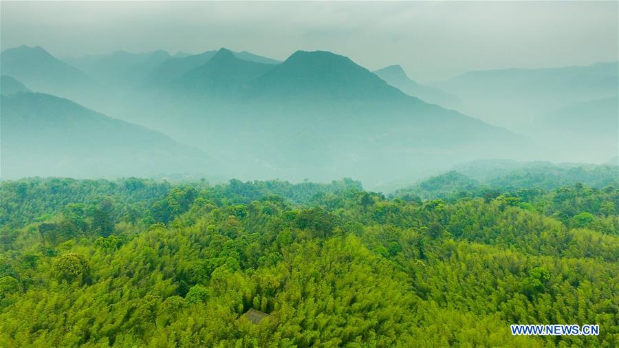 Aerial view of Bamboo Forest Park in SW China