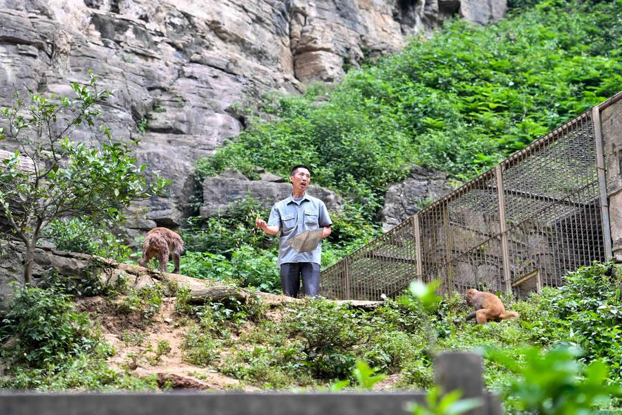 Macaques spotted having fun in Chongqing