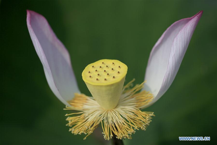 Lotus flower seen at planting base in E China