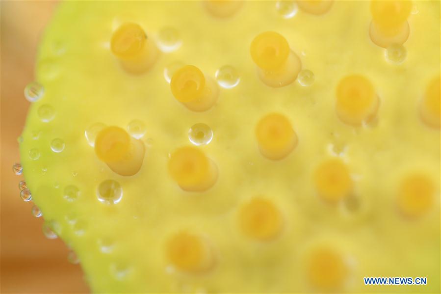 Lotus flower seen at planting base in E China