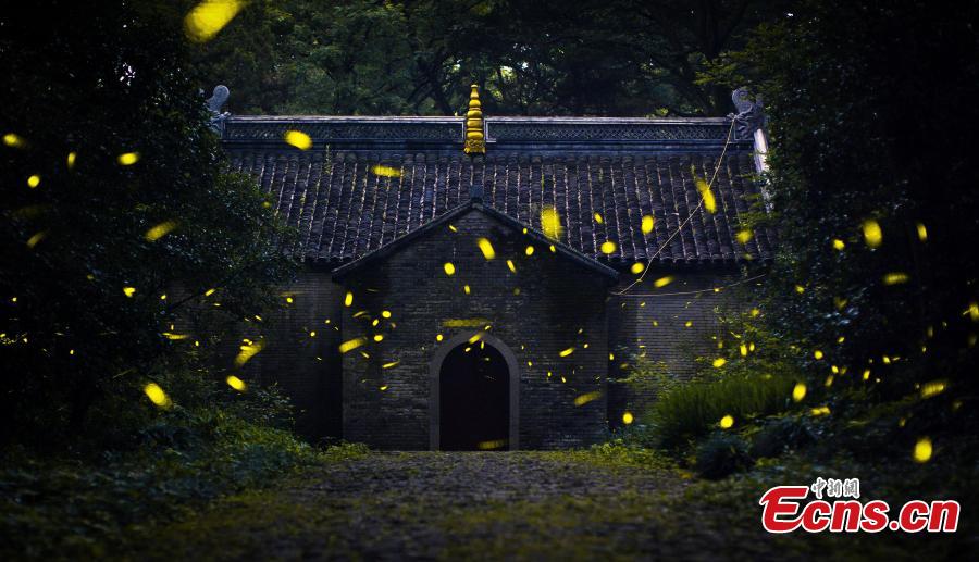 Temple attracts visitors for fireflies