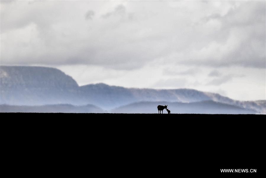 Number of Tibetan antelopes rises to over 200,000 in Tibet