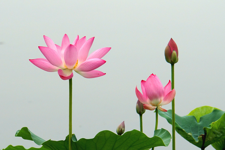 Lotus flowers in bloom in Yuanmingyuan