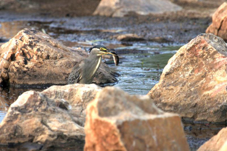 Jingyuetan, a paradise for wildlife