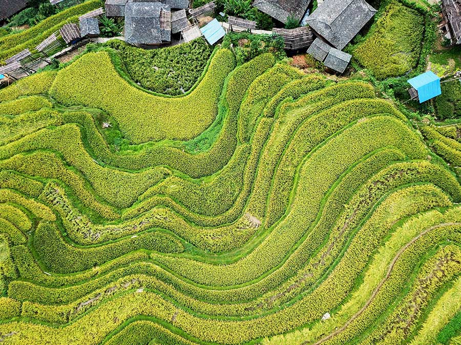 Aerial view of golden Jiabang rice terraces, Guizhou province