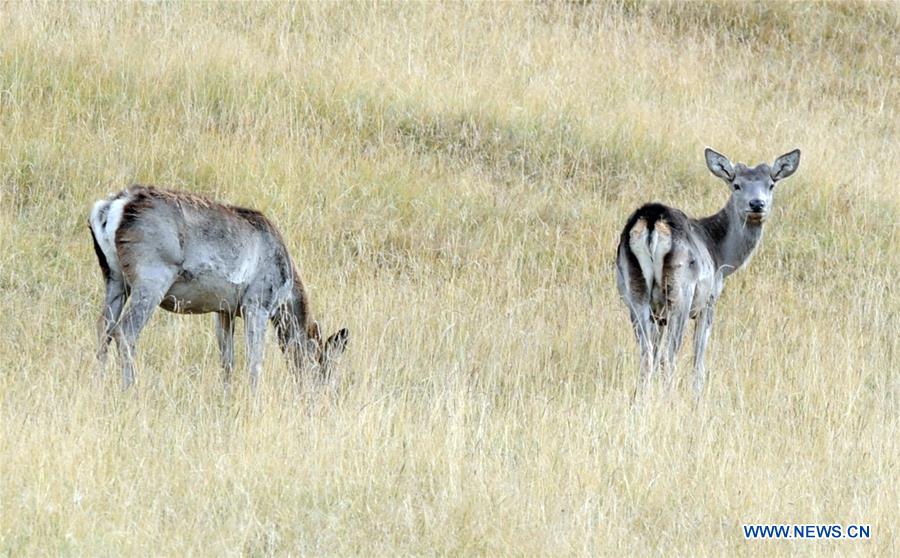 Semi-wild red deer, sika deer in NW China's Qinghai