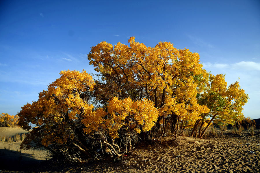 Glamorous Qinghai enchants in autumn