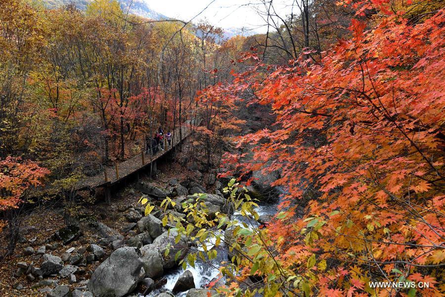 Autumn scenery in NE China's Liaoning