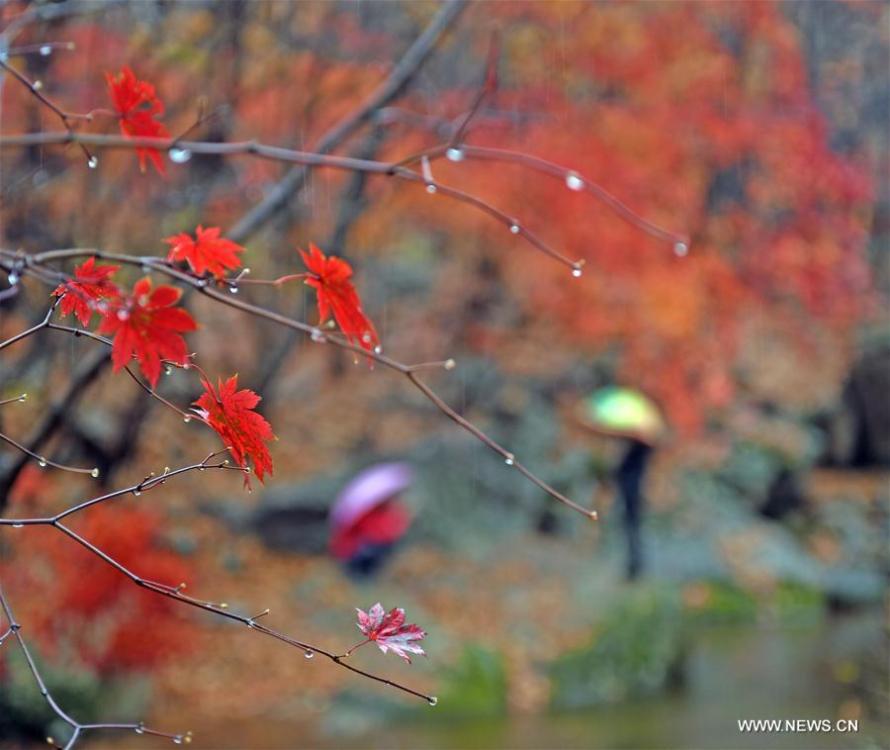 Autumn scenery in NE China's Liaoning