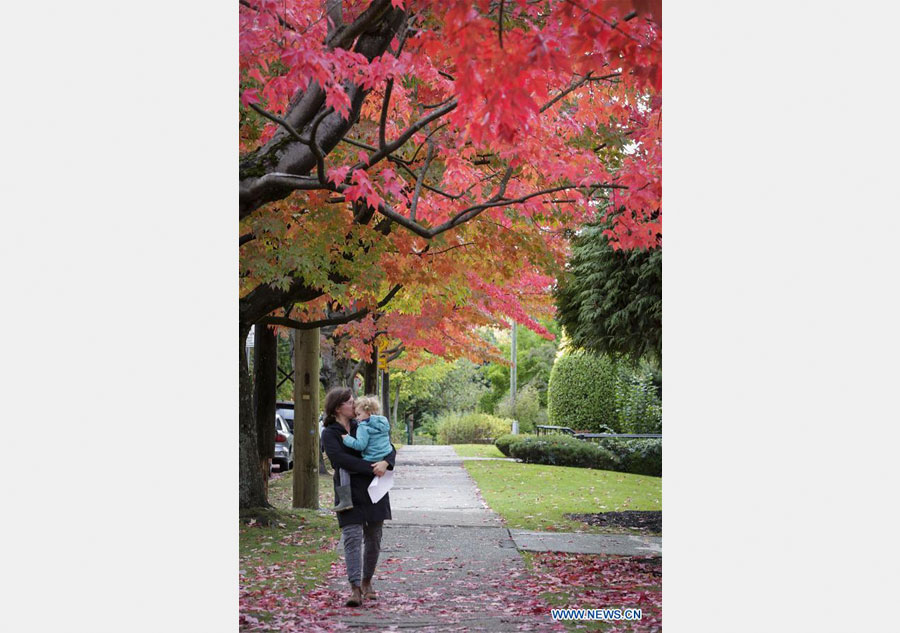 Stunning color of maple leaves in Vancouver