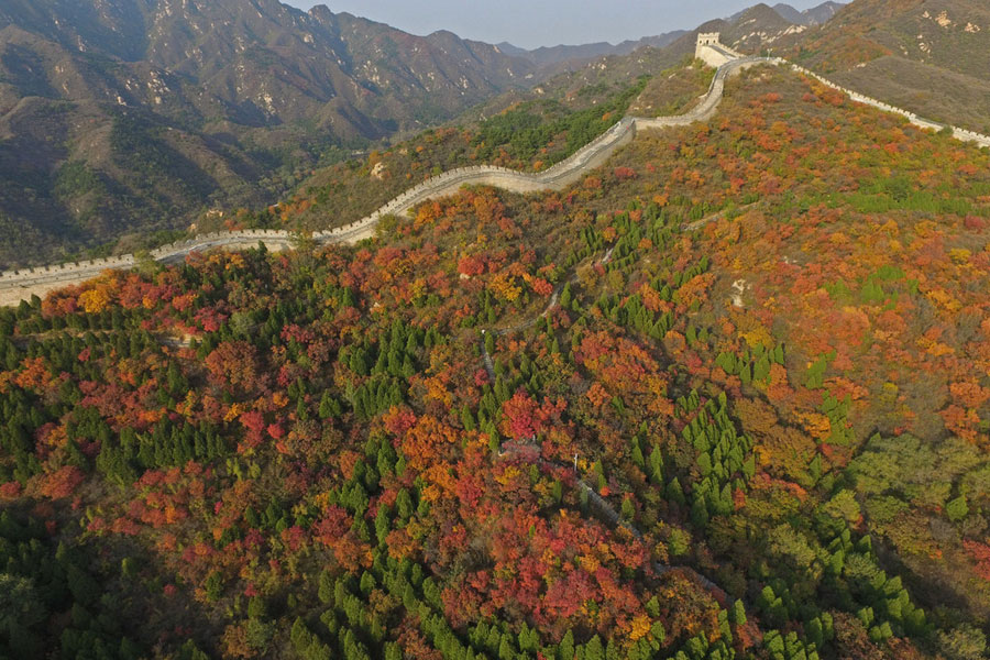 Badaling Great Wall bursting with autumn colors