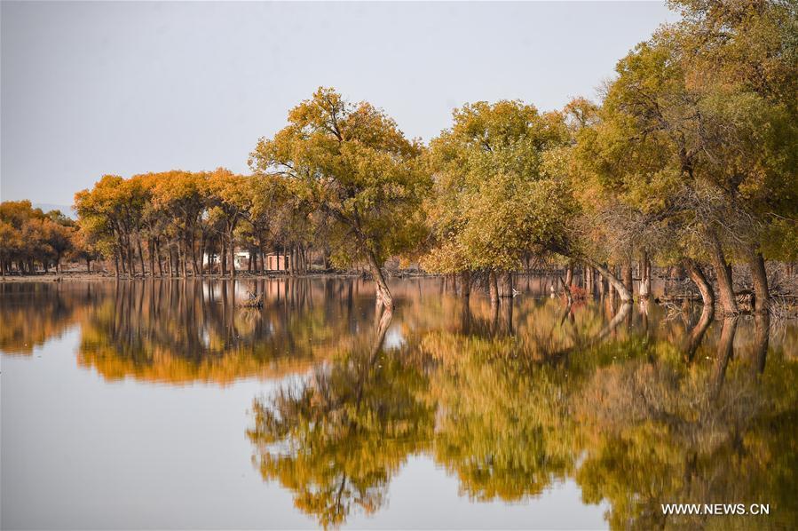 Autumn scenery of populus euphratica forest in N China