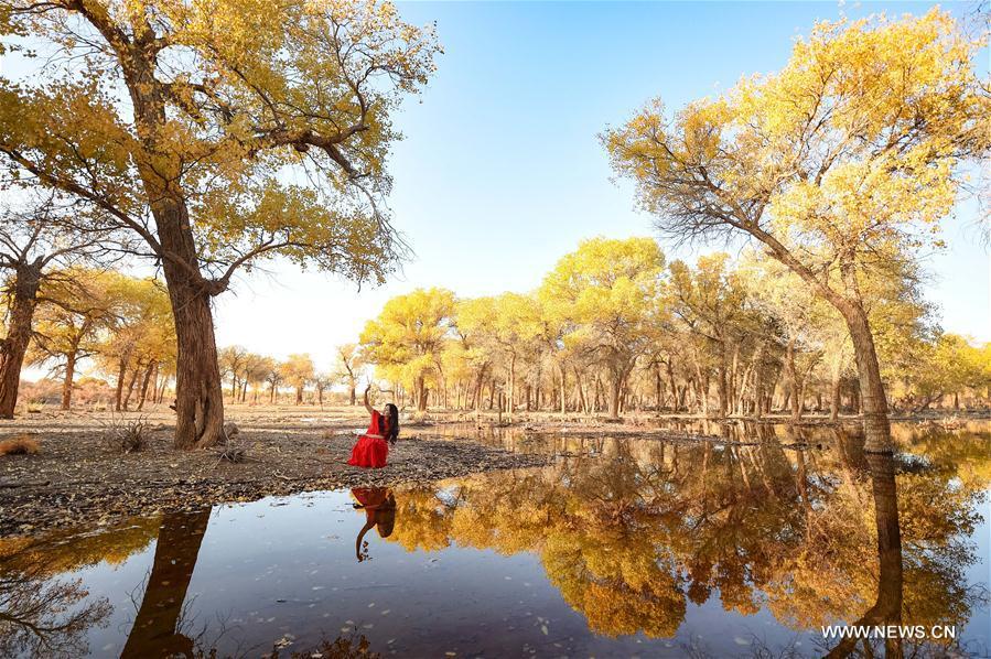 Autumn scenery of populus euphratica forest in N China