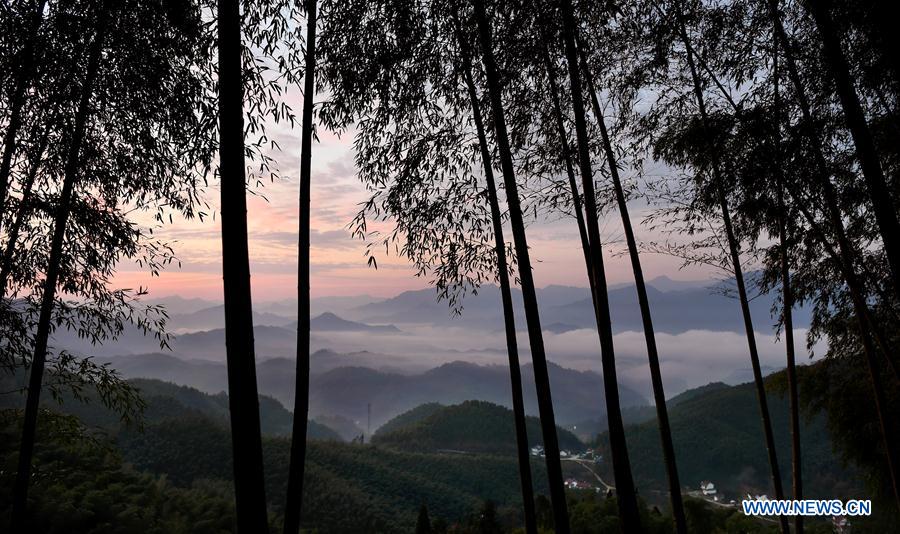 Scenery of bamboos forest, sea of clouds in China's Anhui