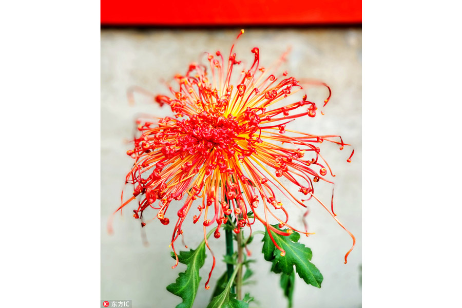 10,000 chrysanthemums blossom in Beijing park