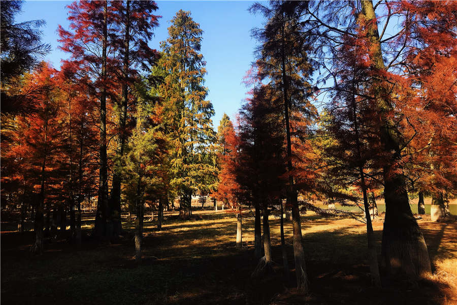 Pond cypresses in an E China's reservoir