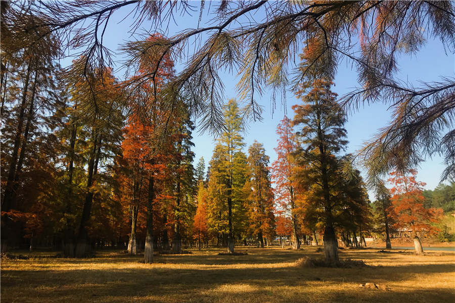 Pond cypresses in an E China's reservoir