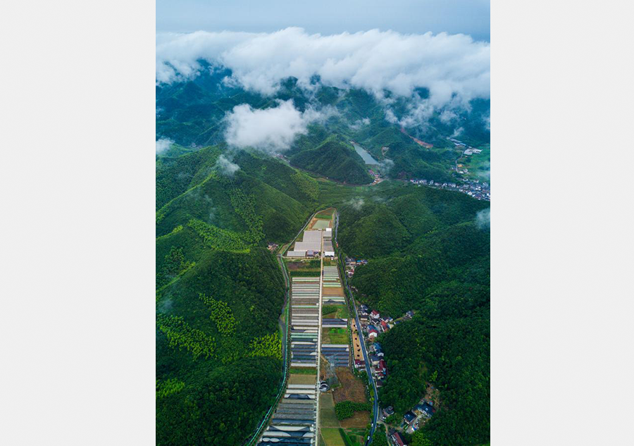 East China's town attracts tourists for vegetable harvest