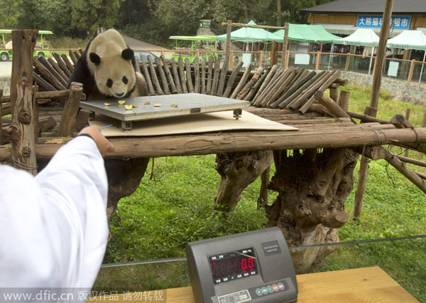 Trending: Panda refuses to reveal her weight