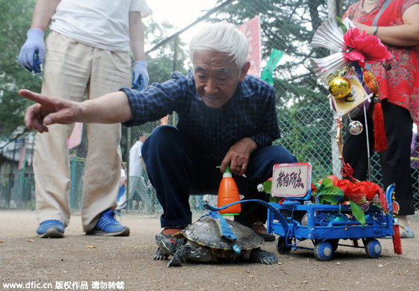 Walking a turtle in the park