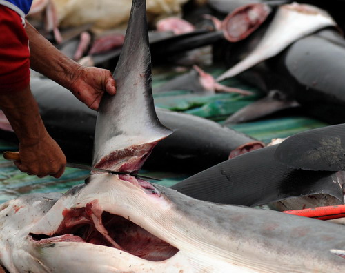 Sharks killed for fins in Ecuador