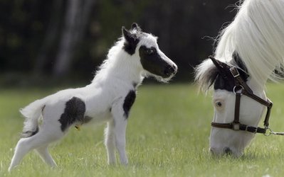 The world's smallest horse born in New Hampshire