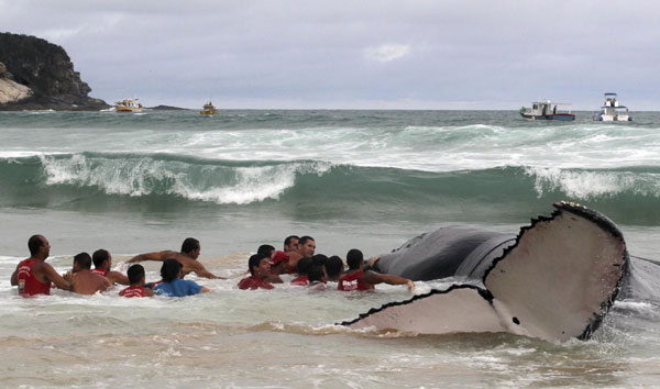 Humpback whale stranded on beach in Brazil