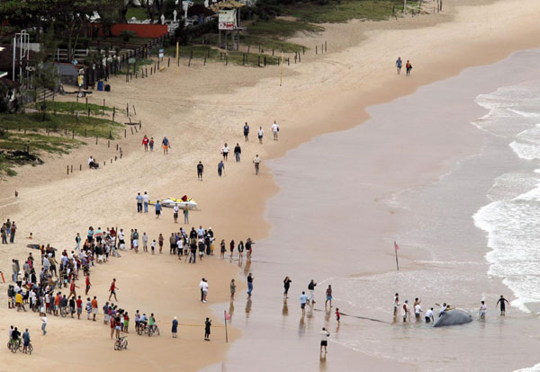 Humpback whale stranded on beach in Brazil