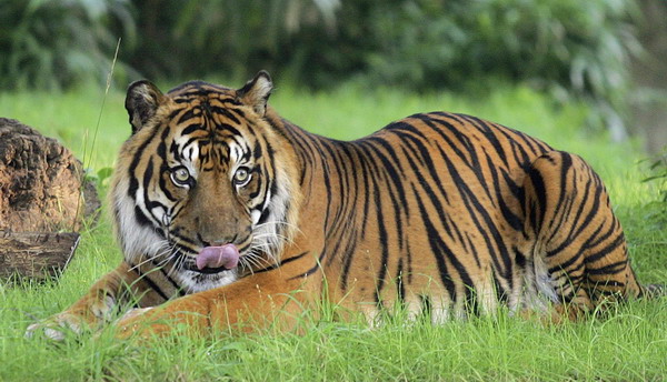 Tigers could be extinct in 12 years if unprotected