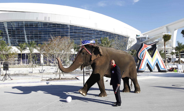 Elephant baseball player