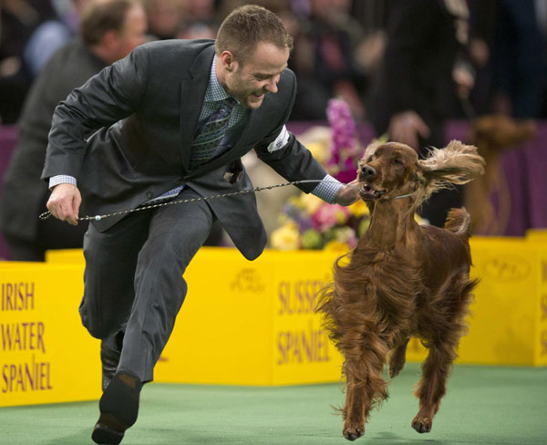 Westminster Kennel Club Dog Show