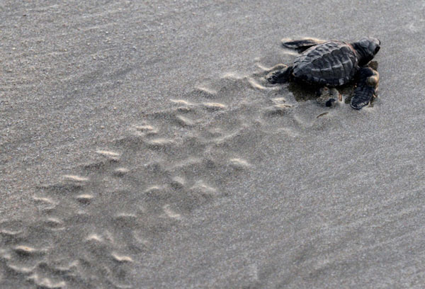 Turtle hatchlings released to sea