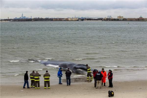 Stranded whale dies on NY beach