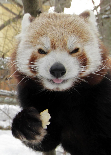 Red panda birth in New Zealand