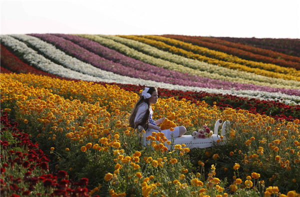 Buttercup plantation in Israel