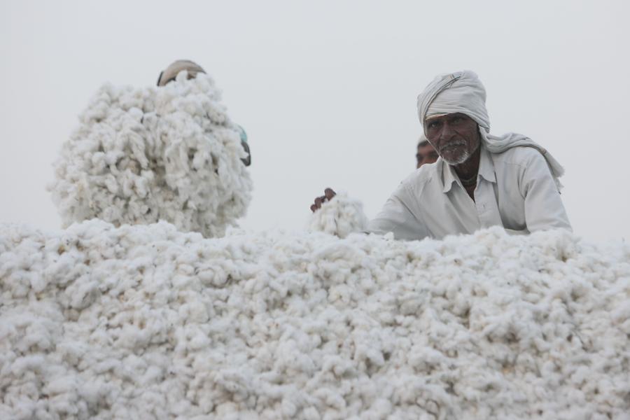 Cotton harvest in India