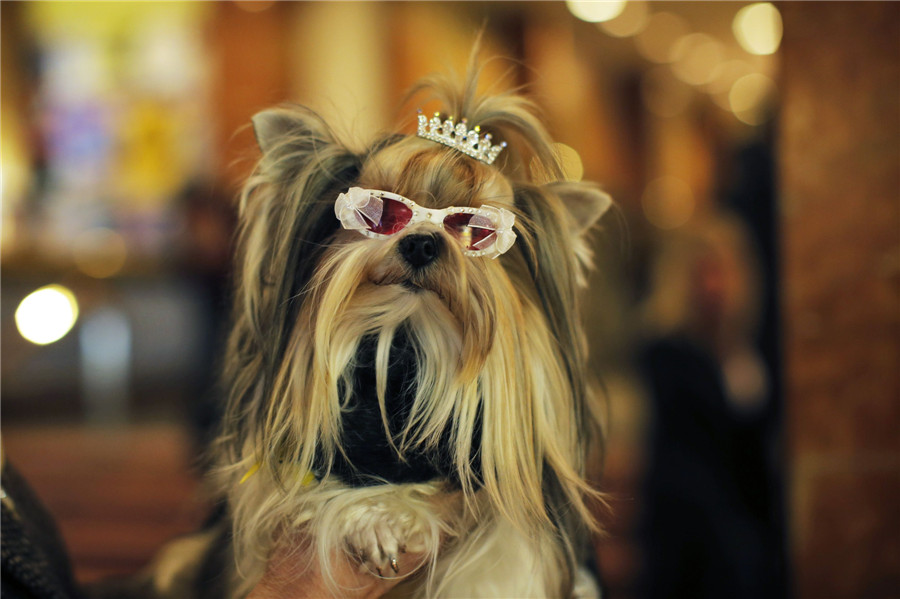 Westminster Dog Show in New York