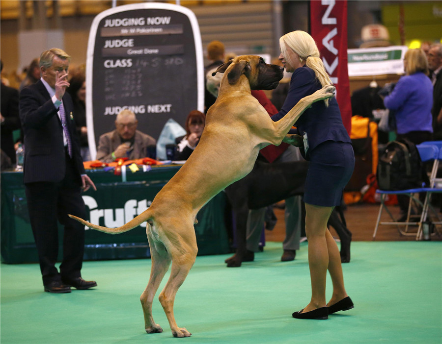 Crufts dog show kicks off in Birmingham