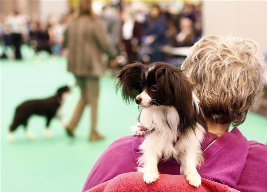 Crufts dog show kicks off in Birmingham