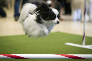 Crufts dog show kicks off in Birmingham