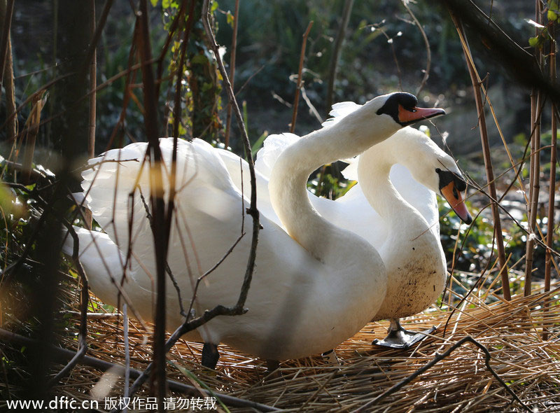 Simply swanning around