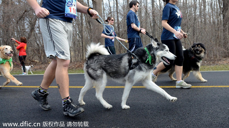 Runners and their 4-legged friends race in New York