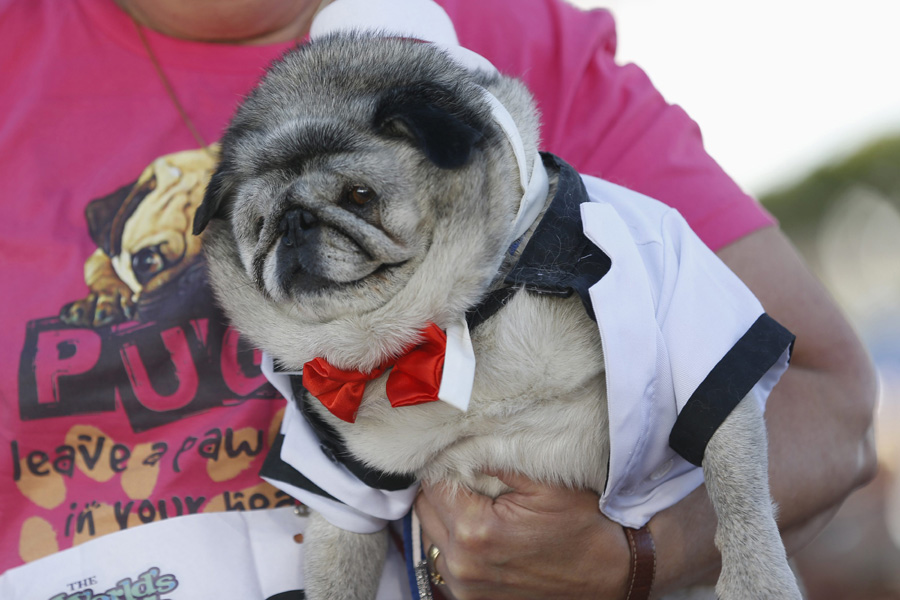 World's Ugliest Dog Contest