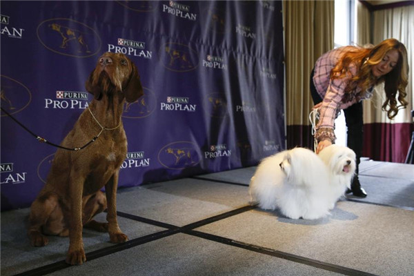 Westminster Kennel Club Dog Show to kick off in NY