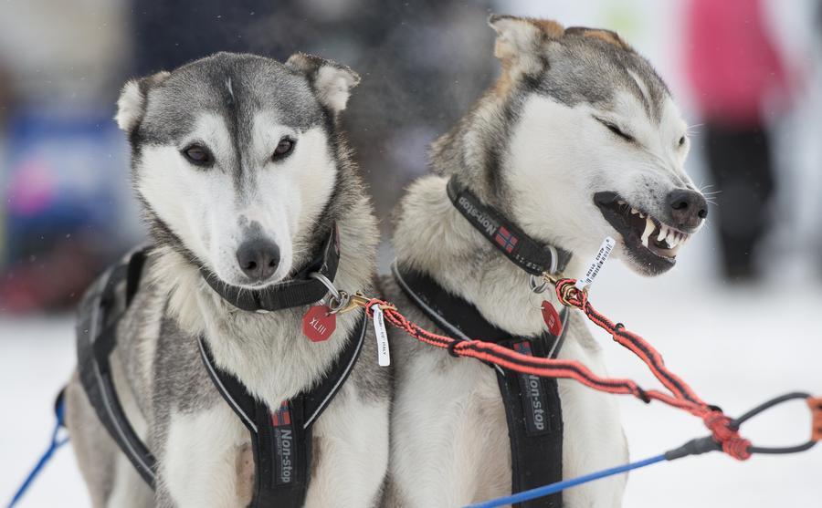 Iditarod Trail Sled Dog race paves a new way